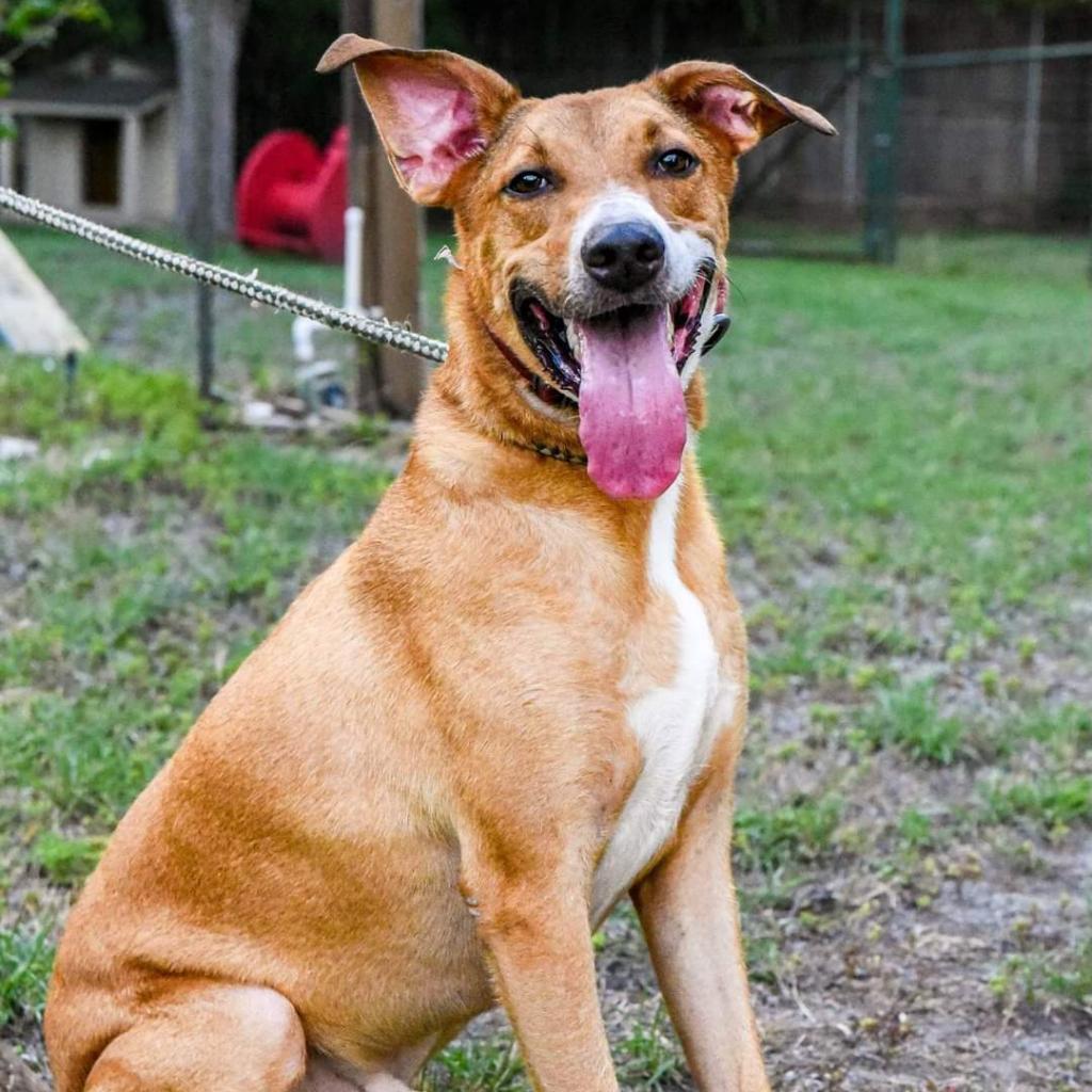 Cooper, an adoptable Shepherd, Retriever in San Antonio, TX, 78253 | Photo Image 3