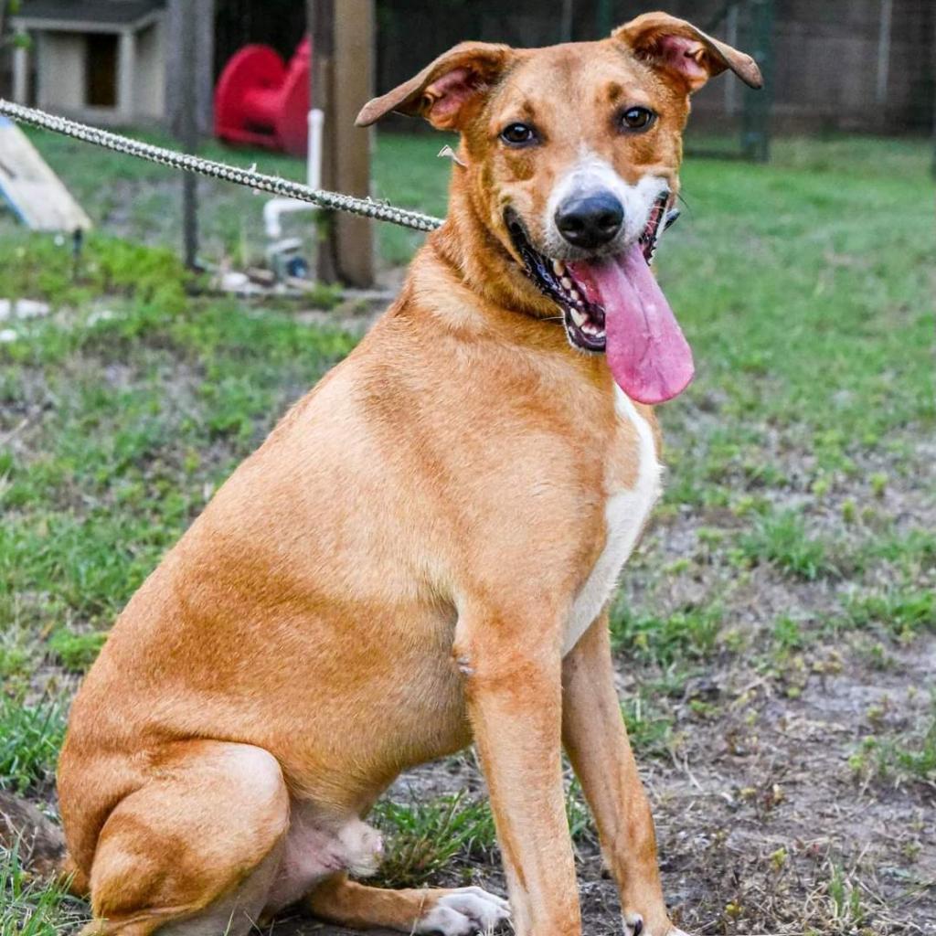 Cooper, an adoptable Shepherd, Retriever in San Antonio, TX, 78253 | Photo Image 4