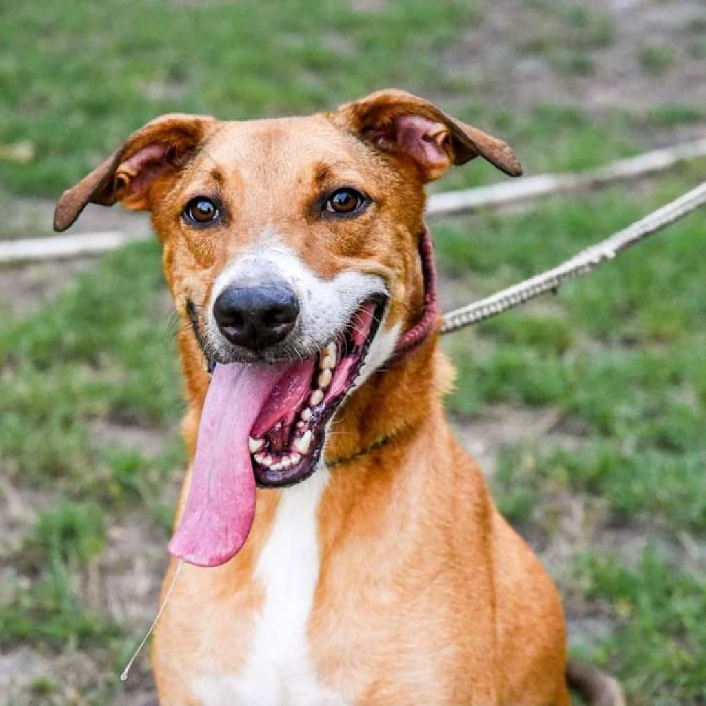 Cooper, an adoptable Shepherd, Retriever in San Antonio, TX, 78253 | Photo Image 5