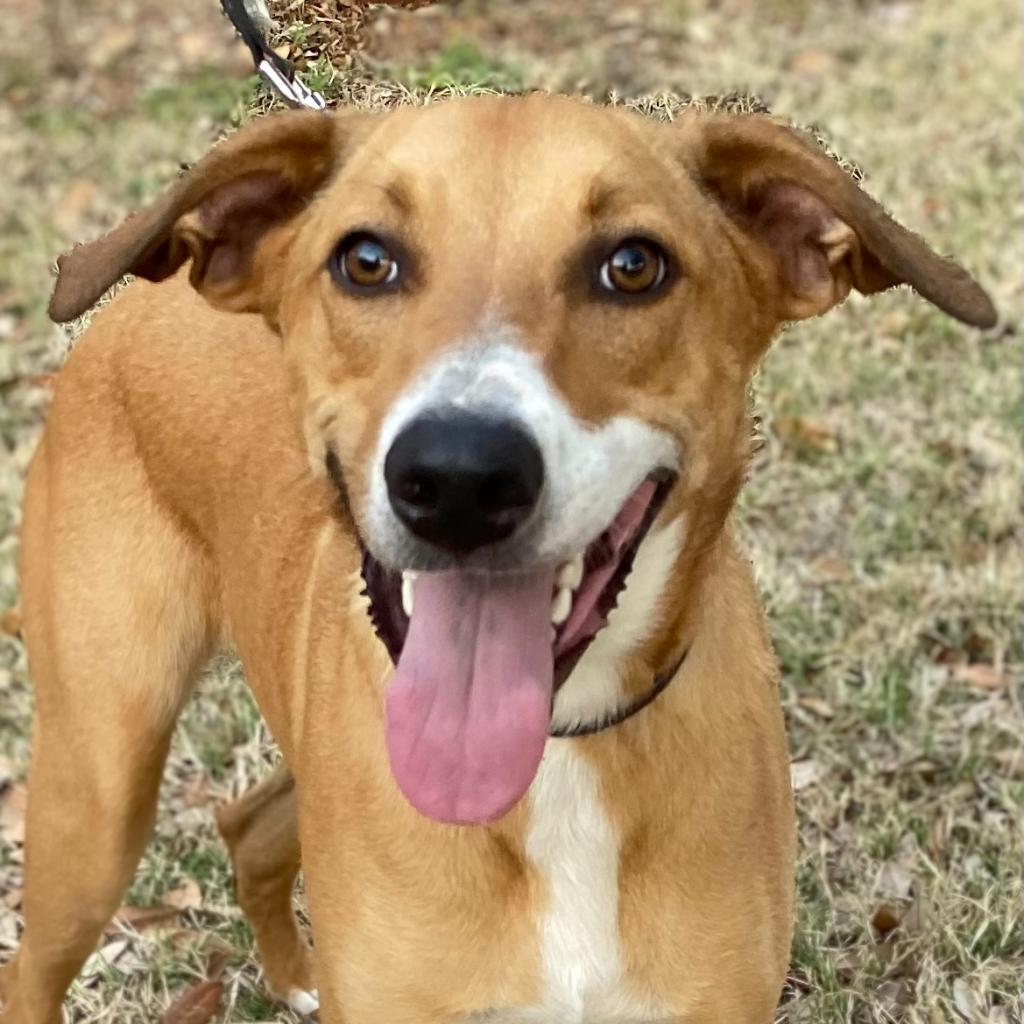 Cooper, an adoptable Shepherd, Retriever in San Antonio, TX, 78253 | Photo Image 6