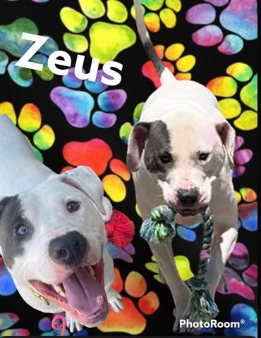 ZEUS