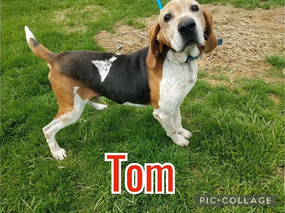 Tom