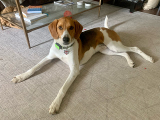 Dodger, an adoptable Foxhound in Rockville, MD_image-1