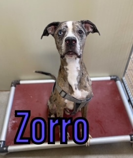 Zorro 121326