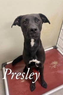 Presley 23220