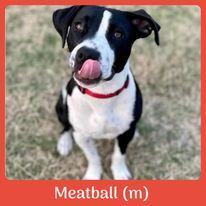 Meatball