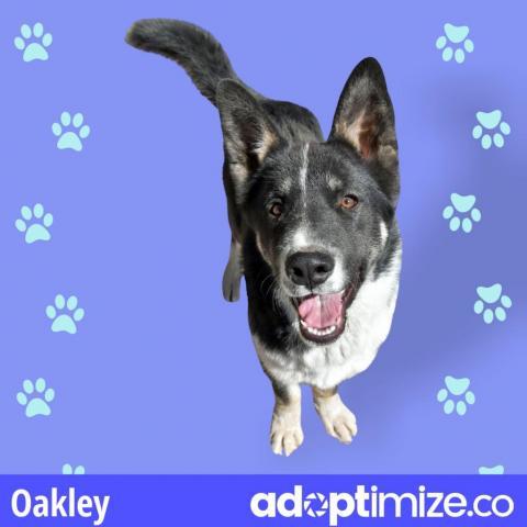 Oakley