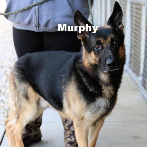 Murphy 220256