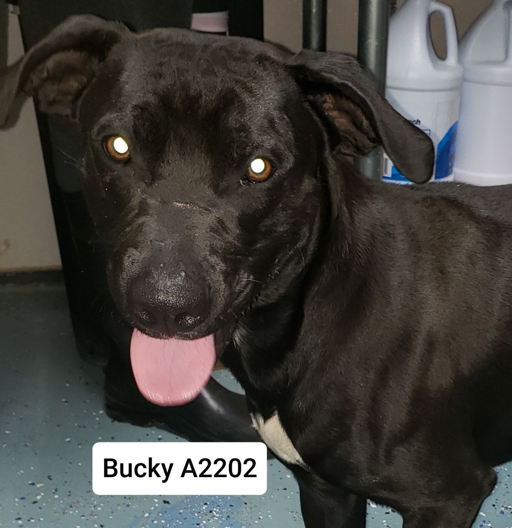 Bucky A2202