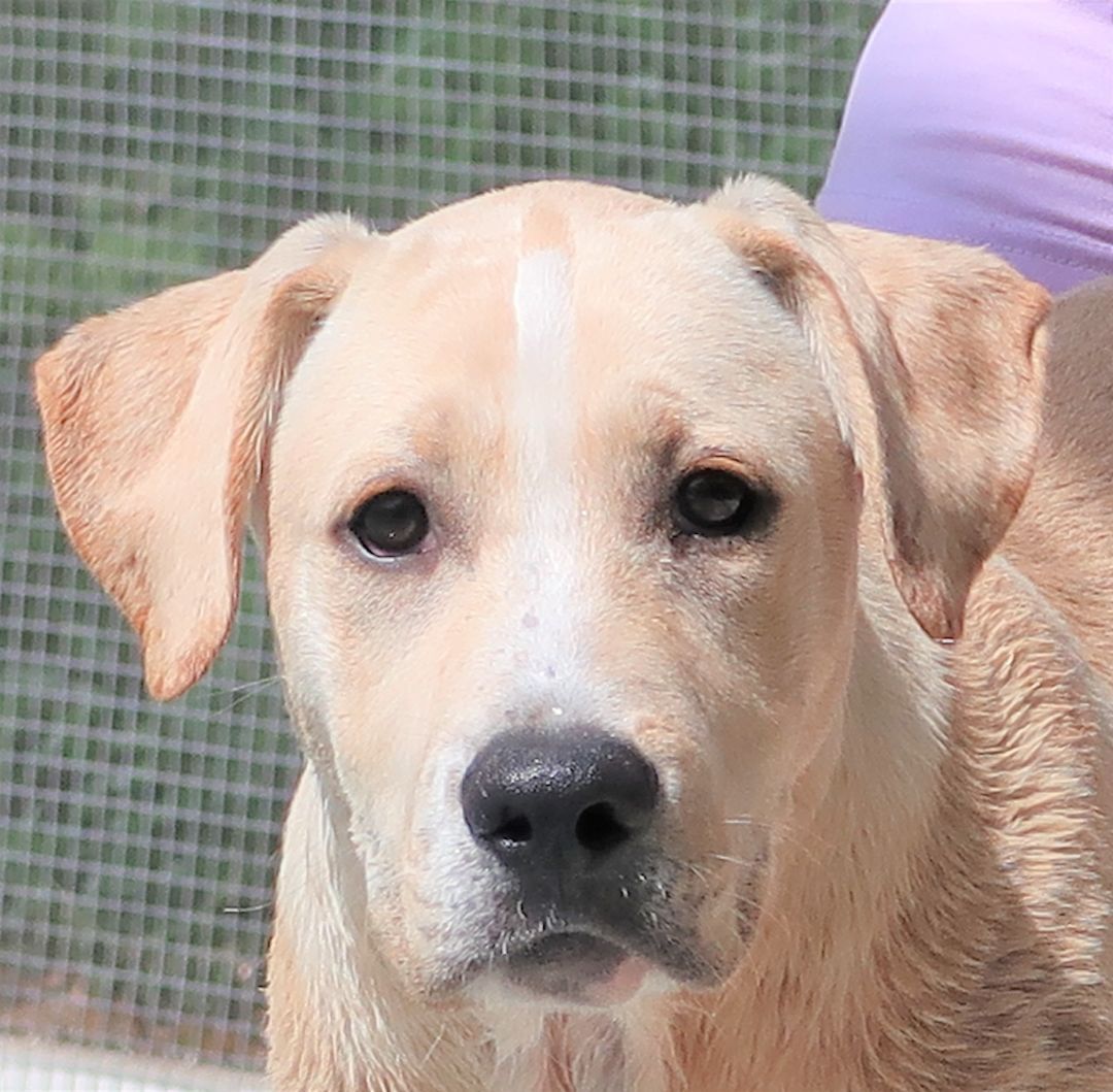 Dog for adoption - Patrick ~ Puppy! , a Labrador Retriever & Retriever Mix  in St. Petersburg, FL | Petfinder