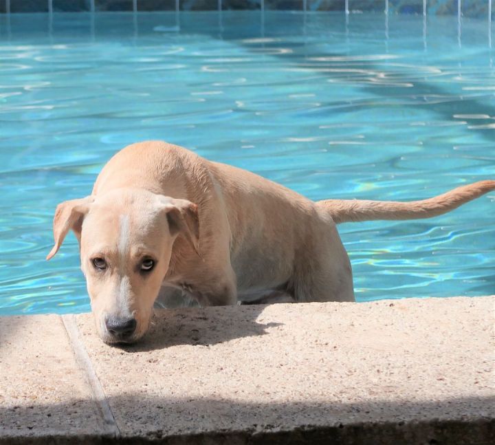 Patrick ~ Puppy!  Family Dog!, an adoptable Labrador Retriever & Retriever Mix in St. Petersburg, FL_image-2