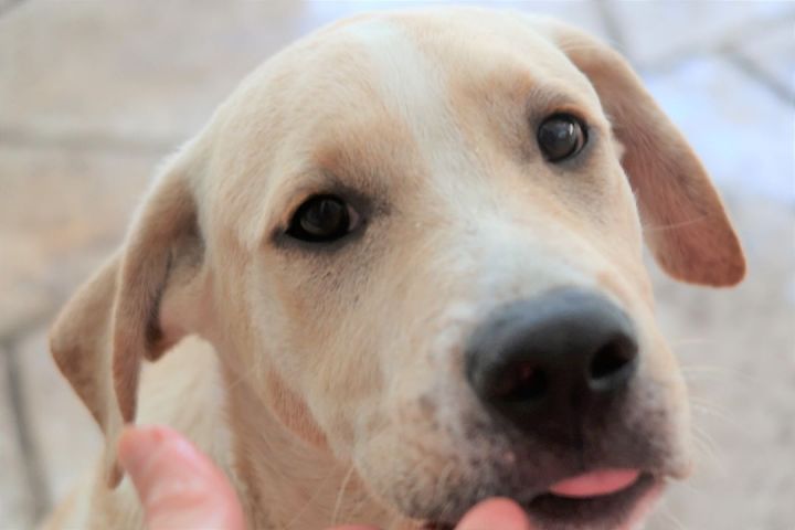 Patrick ~ Puppy! , an adoptable Labrador Retriever & Retriever Mix in St. Petersburg, FL_image-3