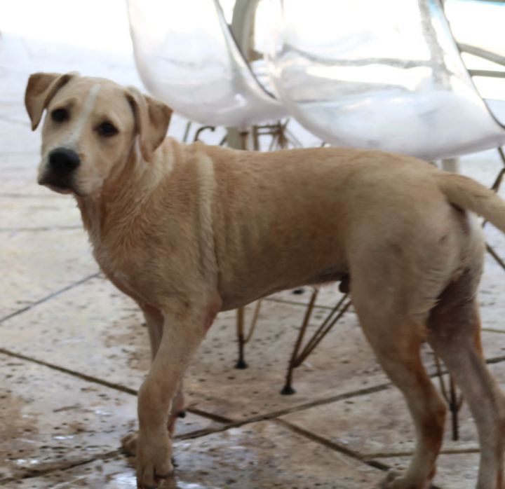Patrick ~ Puppy!  Family Dog!, an adoptable Labrador Retriever & Retriever Mix in St. Petersburg, FL_image-4