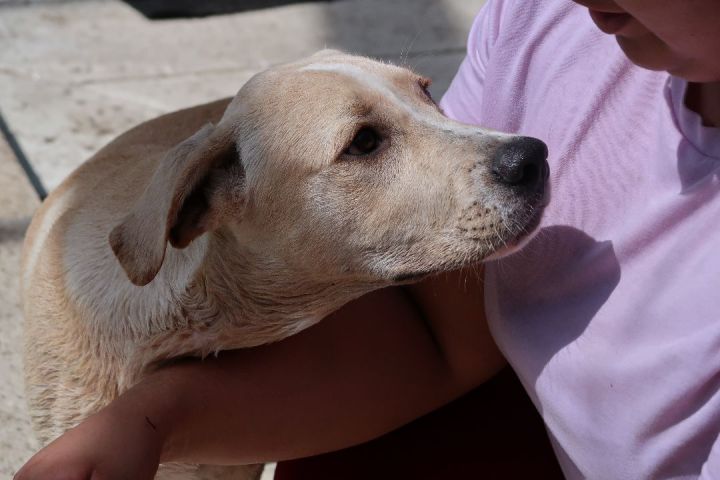 Patrick ~ Puppy! Pre-Adoption., an adoptable Labrador Retriever & Retriever Mix in St. Petersburg, FL_image-6