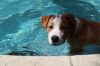 Eva ~ Puppy! Swimmer!