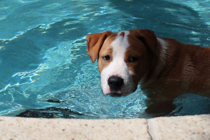 Eva ~ Puppy! Swimmer! 2