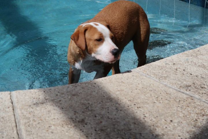Eva ~ Puppy! Swimmer! 3