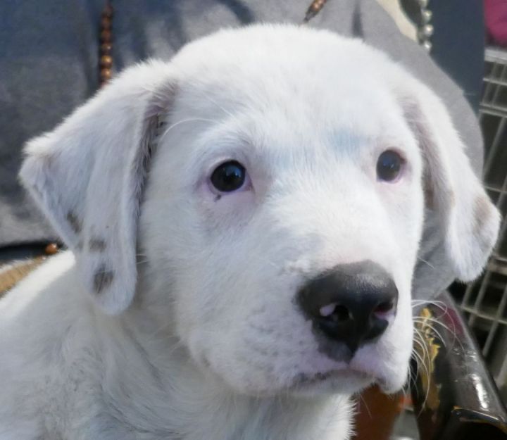 Cloud ~ Puppy! Pre-Adoption, an adoptable Labrador Retriever & American Bulldog Mix in St. Petersburg, FL_image-1