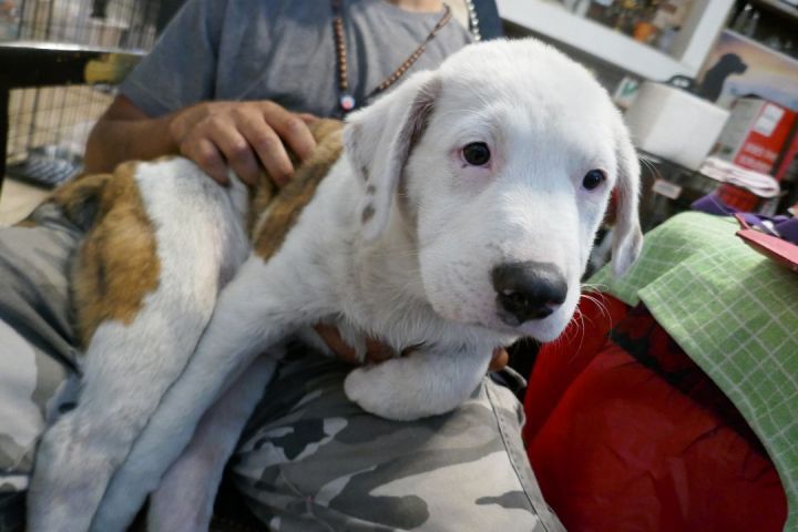 Cloud ~ Puppy! Pre-Adoption, an adoptable Labrador Retriever & American Bulldog Mix in St. Petersburg, FL_image-2