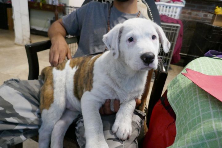 Cloud ~ Puppy! , an adopted Labrador Retriever & American Bulldog Mix in St. Petersburg, FL_image-4