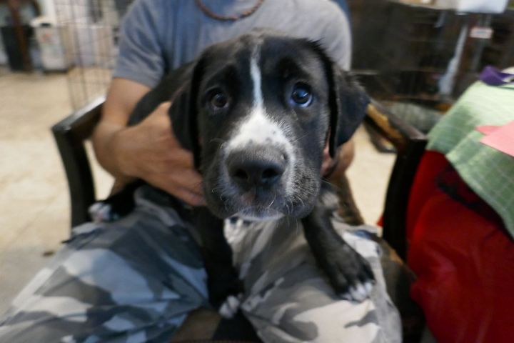 Gage! ~ Puppy!  Swimmer!, an adoptable Labrador Retriever & Border Collie Mix in St. Petersburg, FL_image-2