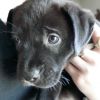 Kayla ~ Puppy! Pre-Adoption
