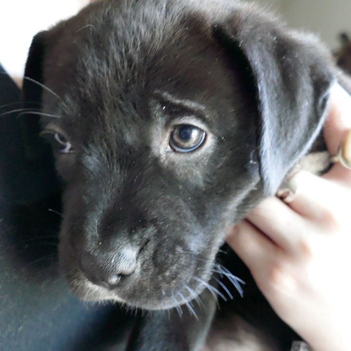 Kayla ~ Puppy! Pre-Adoption 1