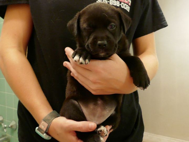 Kayla ~ Puppy! Pre-Adoption, an adoptable Labrador Retriever & Border Collie Mix in St. Petersburg, FL_image-2