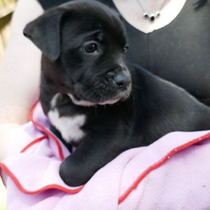 Kayla ~ Puppy! Pre-Adoption 3