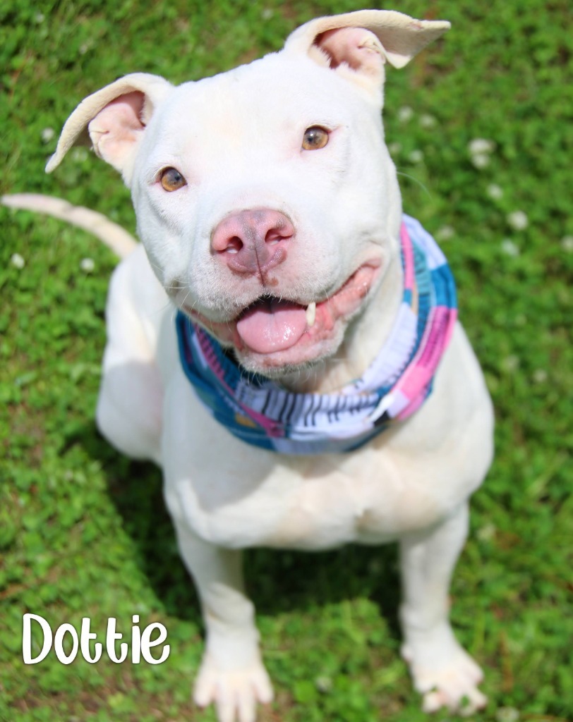 Dottie