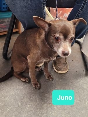 Juno