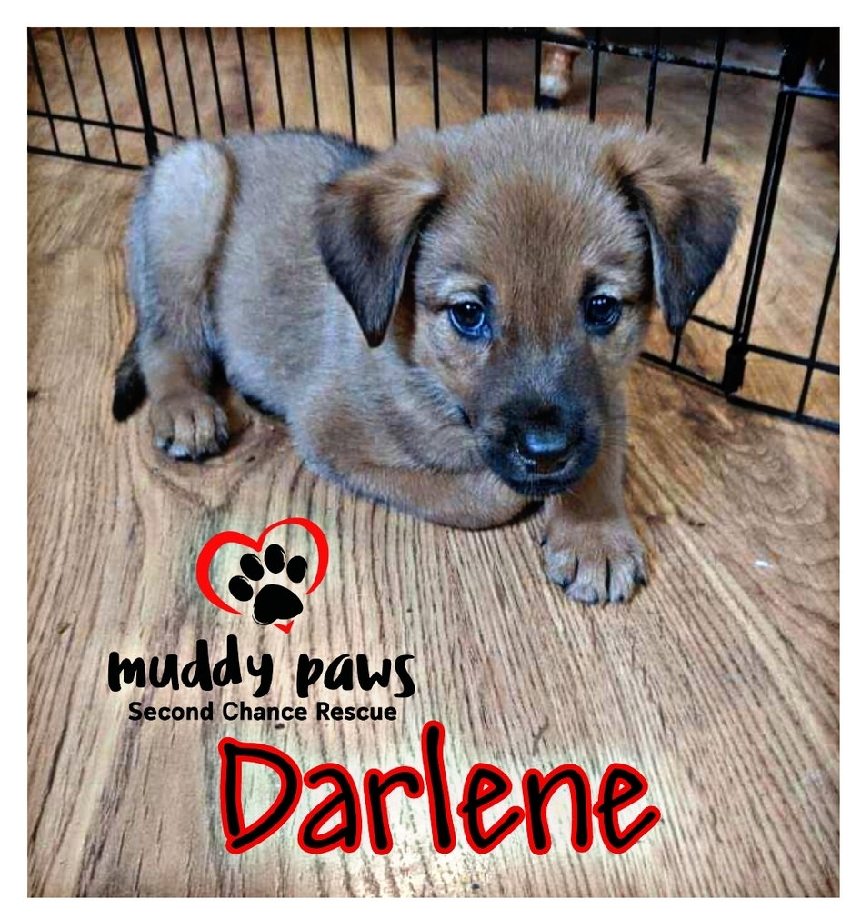 Shayla's Ozark Litter: Darlene