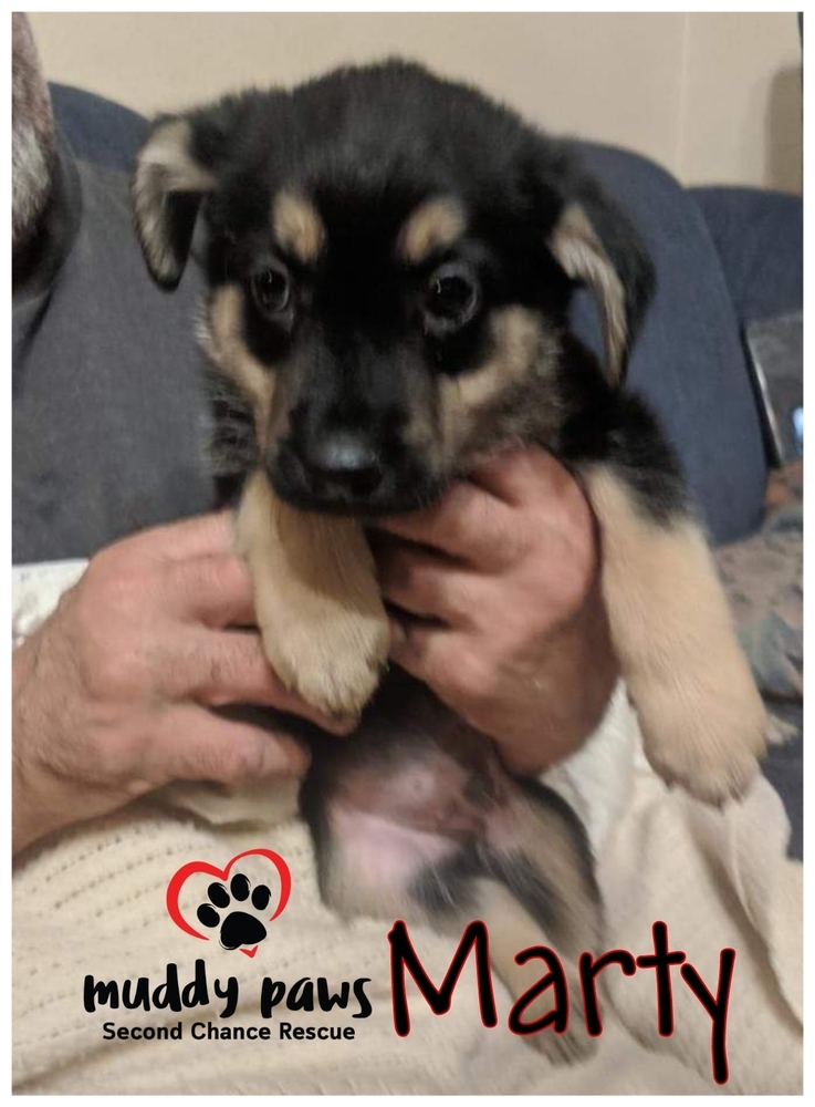 Shayla's Ozark Litter: Marty