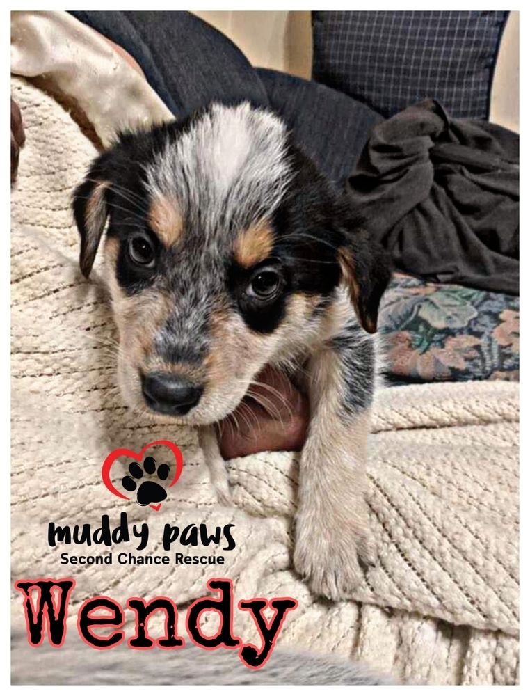 Shayla's Ozark Litter: Wendy