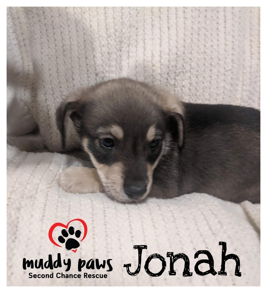 Shayla's Ozark Litter: Jonah