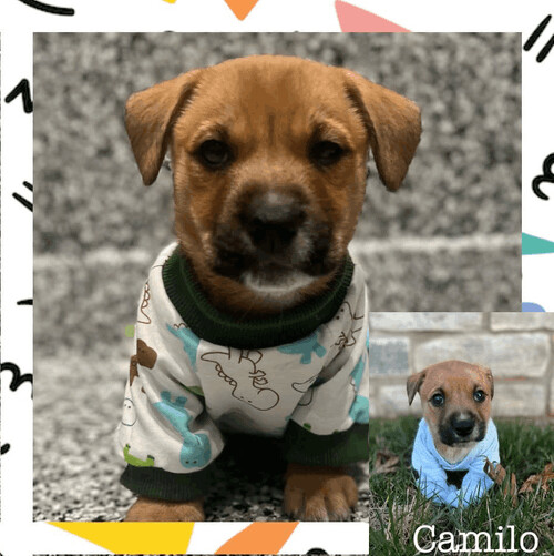 Camilo