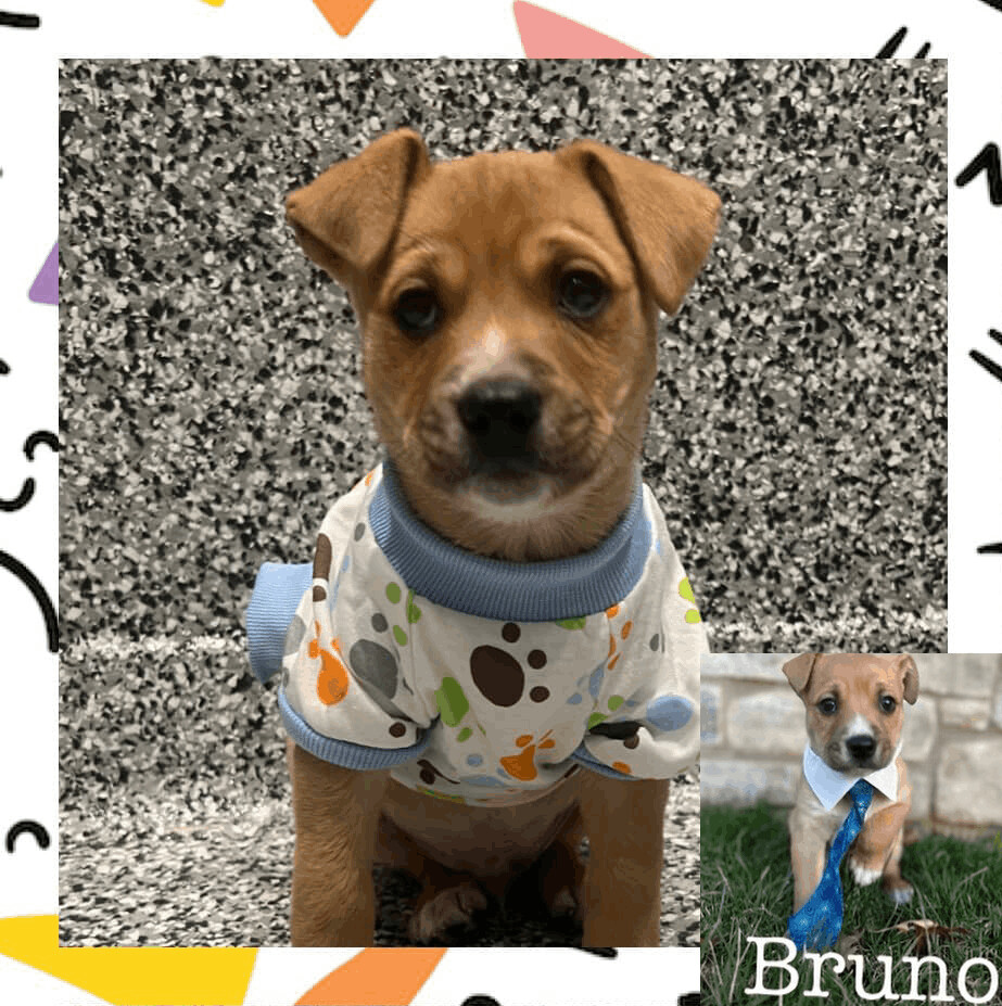 Bruno