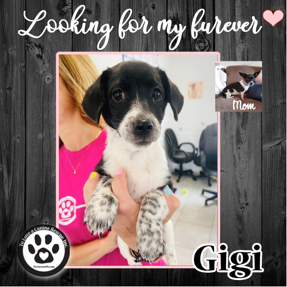 Gigi (Bella Pup) 041622