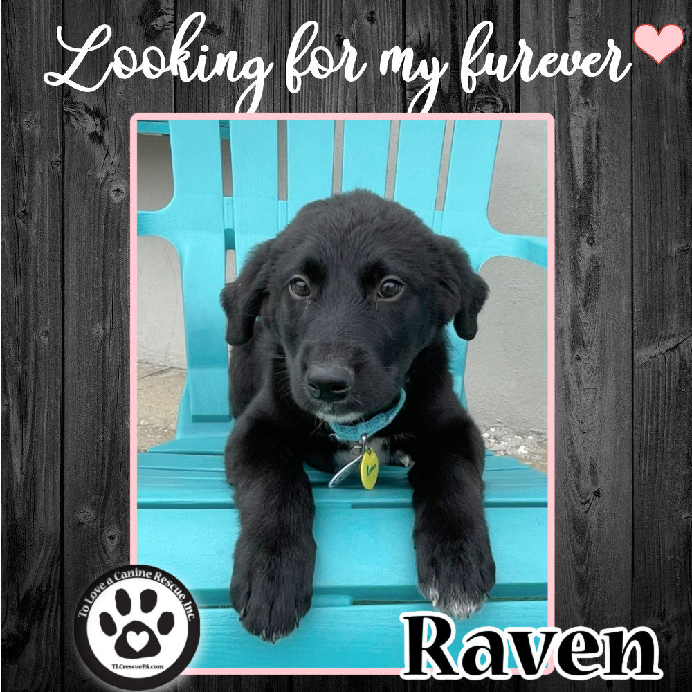 Raven (Tumbleweed Tykes) 041622