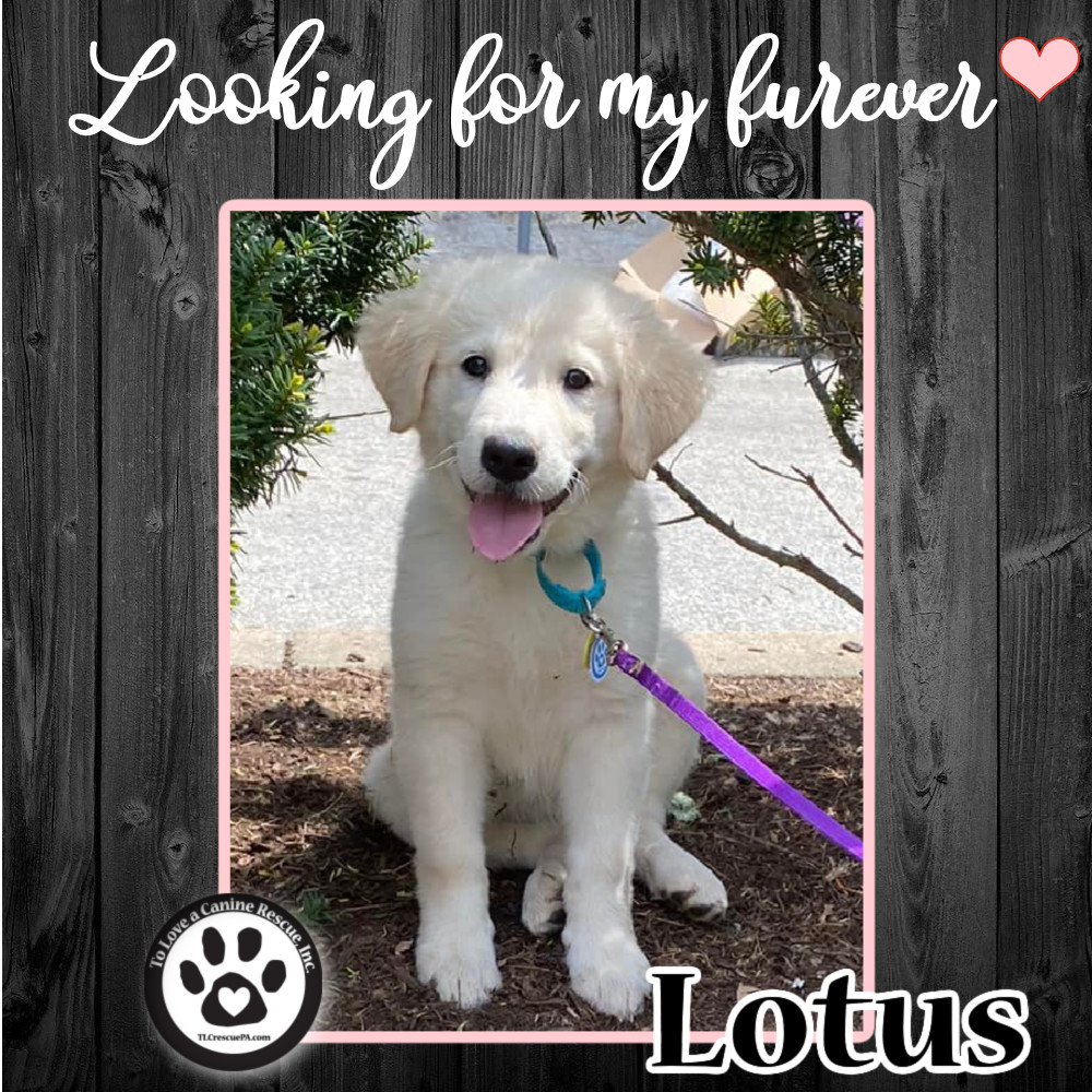 Lotus (Tumbleweed Tykes) 041622