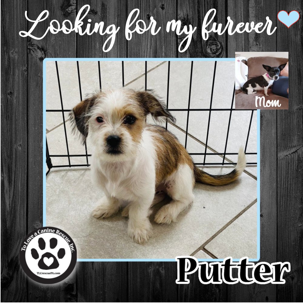 Putter (Bella Pup) 041622