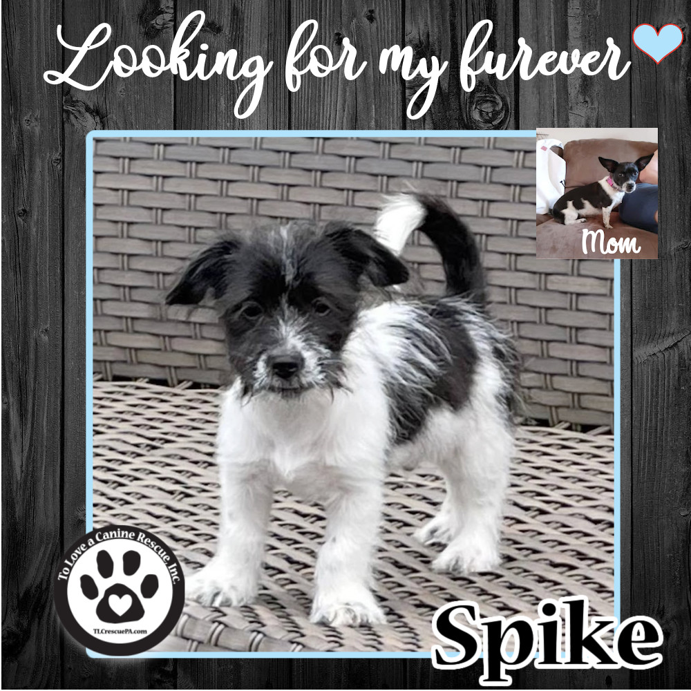 Spike (Bella Pup) 041622