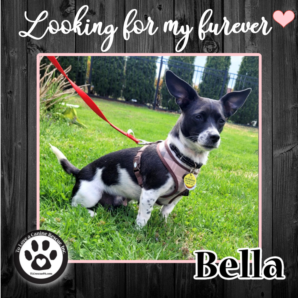 Bella (Mom to Bella Pups) 041622