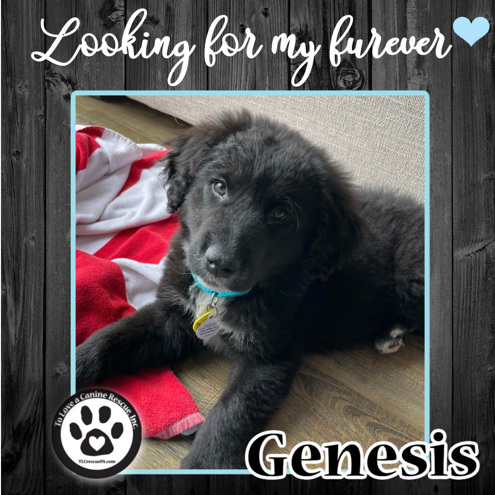 Genesis (Tumbleweed Tykes) 041622