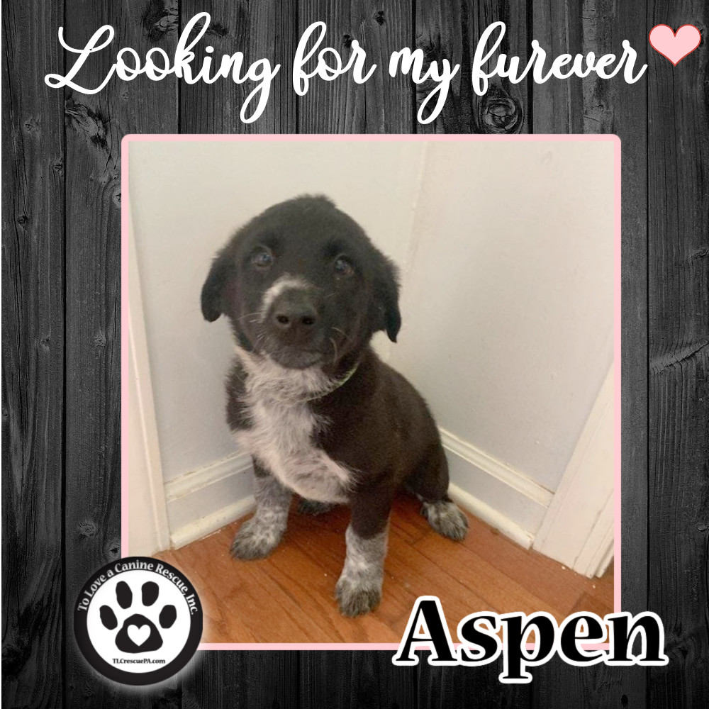 Aspen (Tumbleweed Tykes) 041622