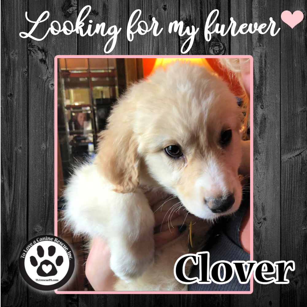 Clover (Tumbleweed Tykes) 041622