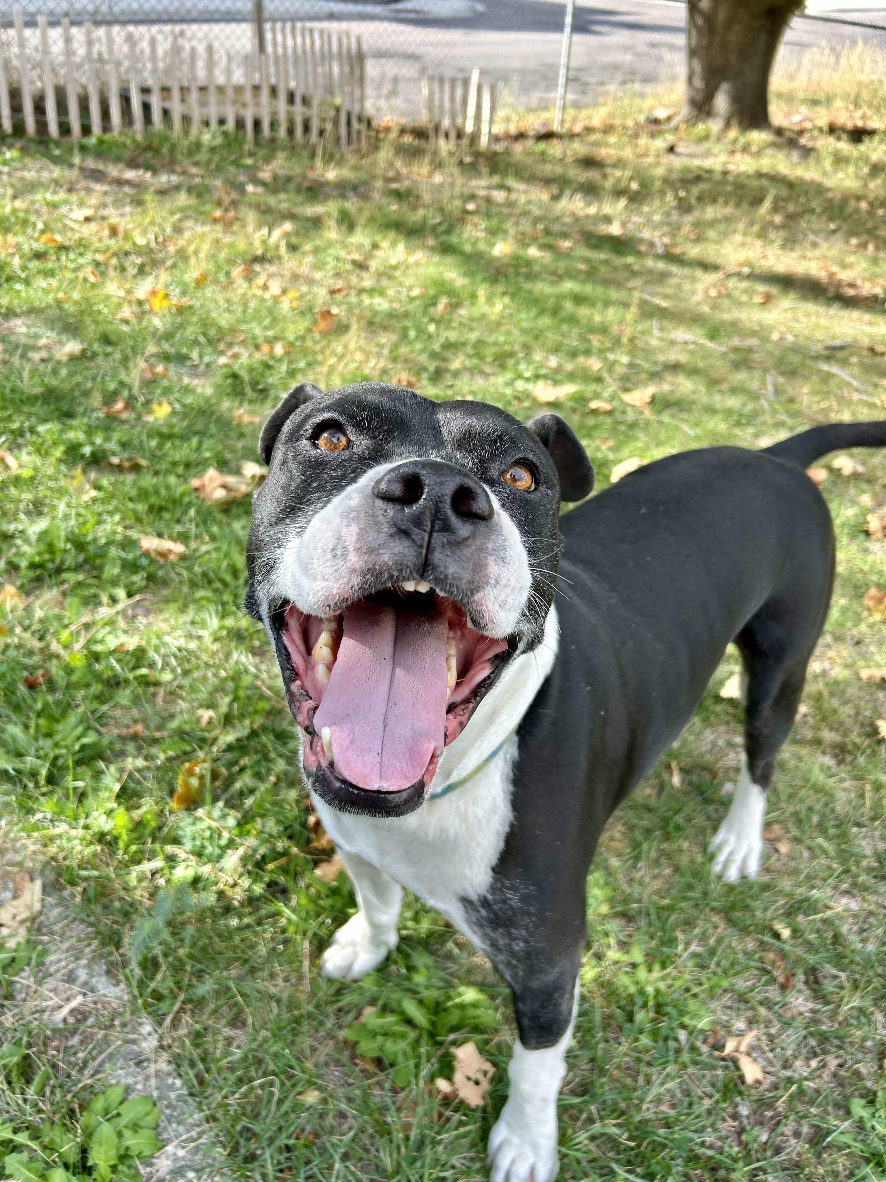 Max, an adoptable Pit Bull Terrier in Arlee, MT, 59821 | Photo Image 1