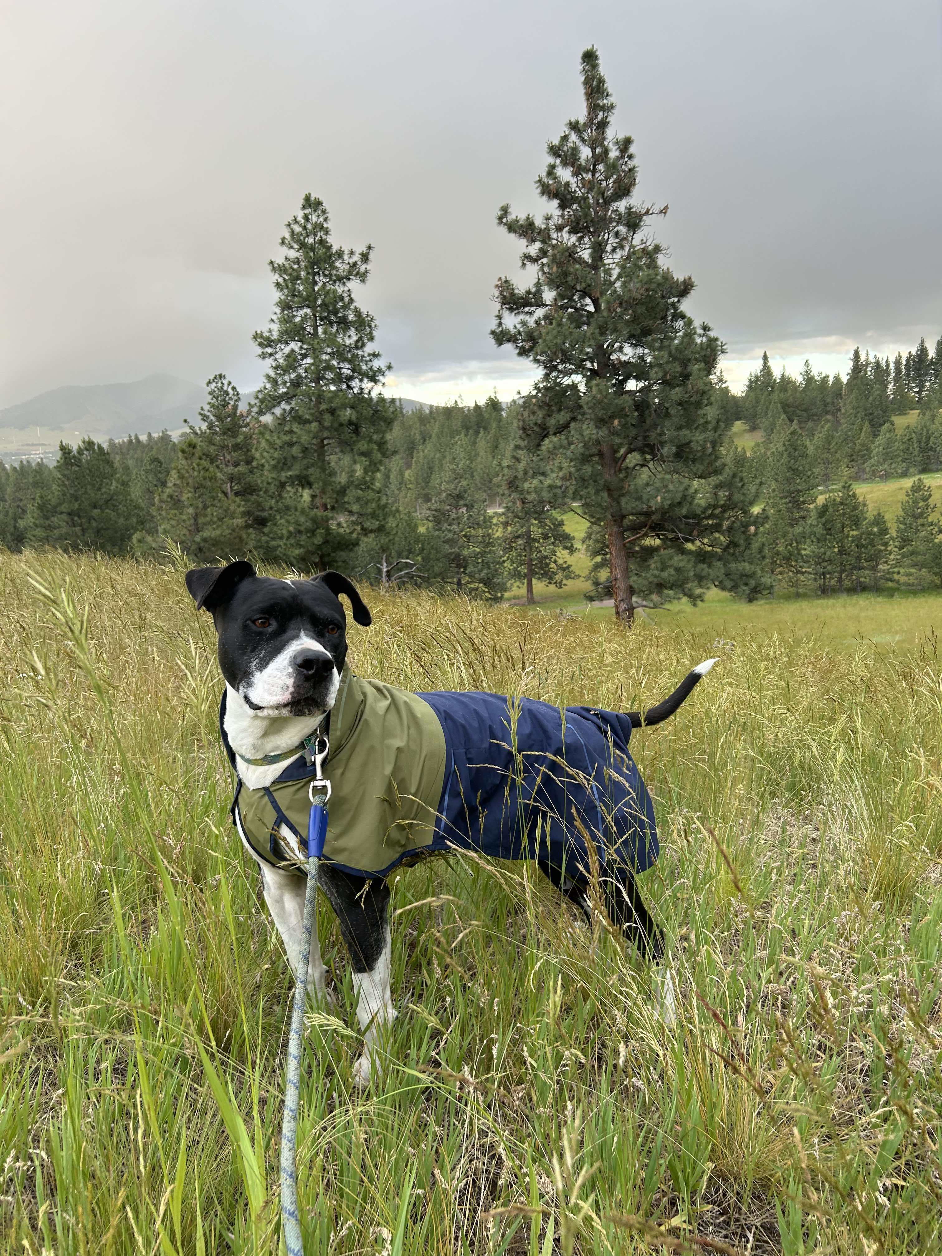 Max, an adoptable Pit Bull Terrier in Arlee, MT, 59821 | Photo Image 2