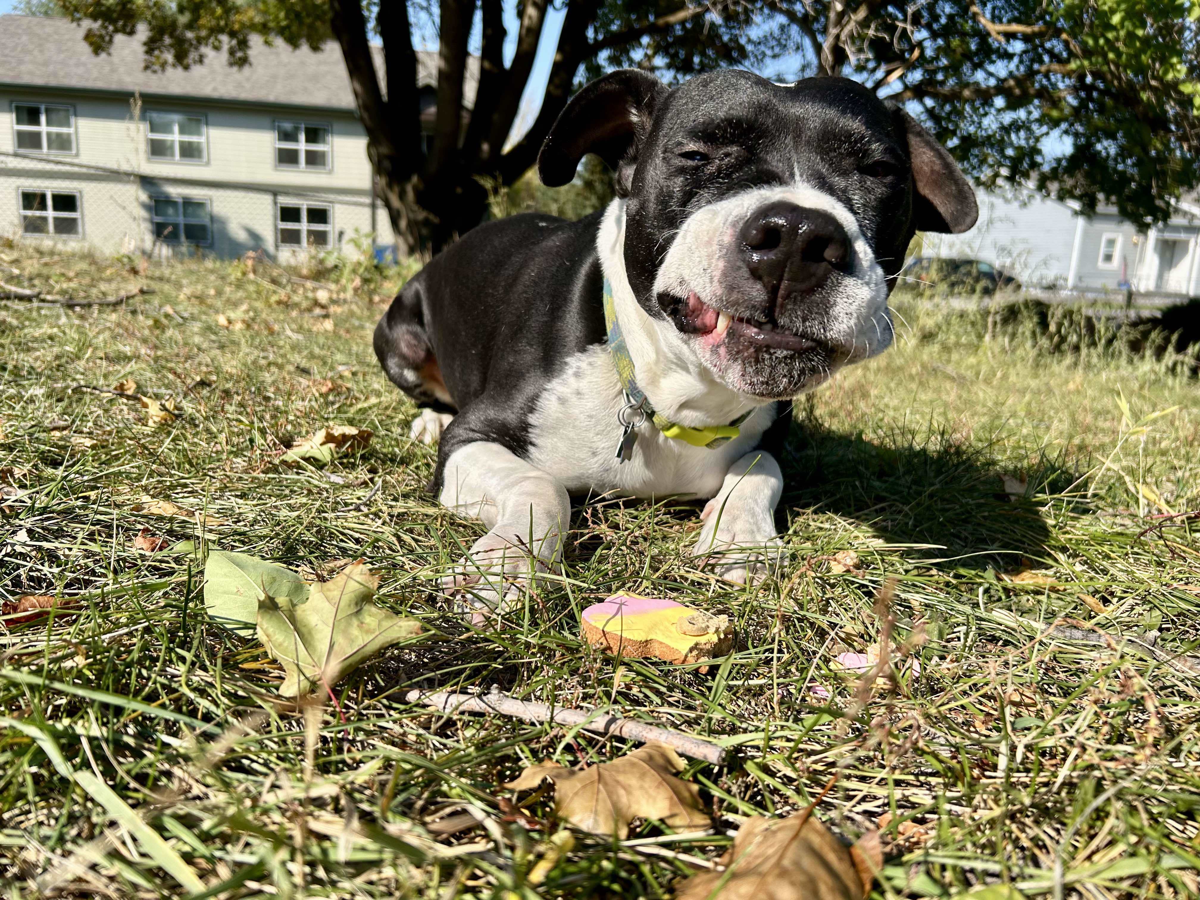 Max, an adoptable Pit Bull Terrier in Arlee, MT, 59821 | Photo Image 3