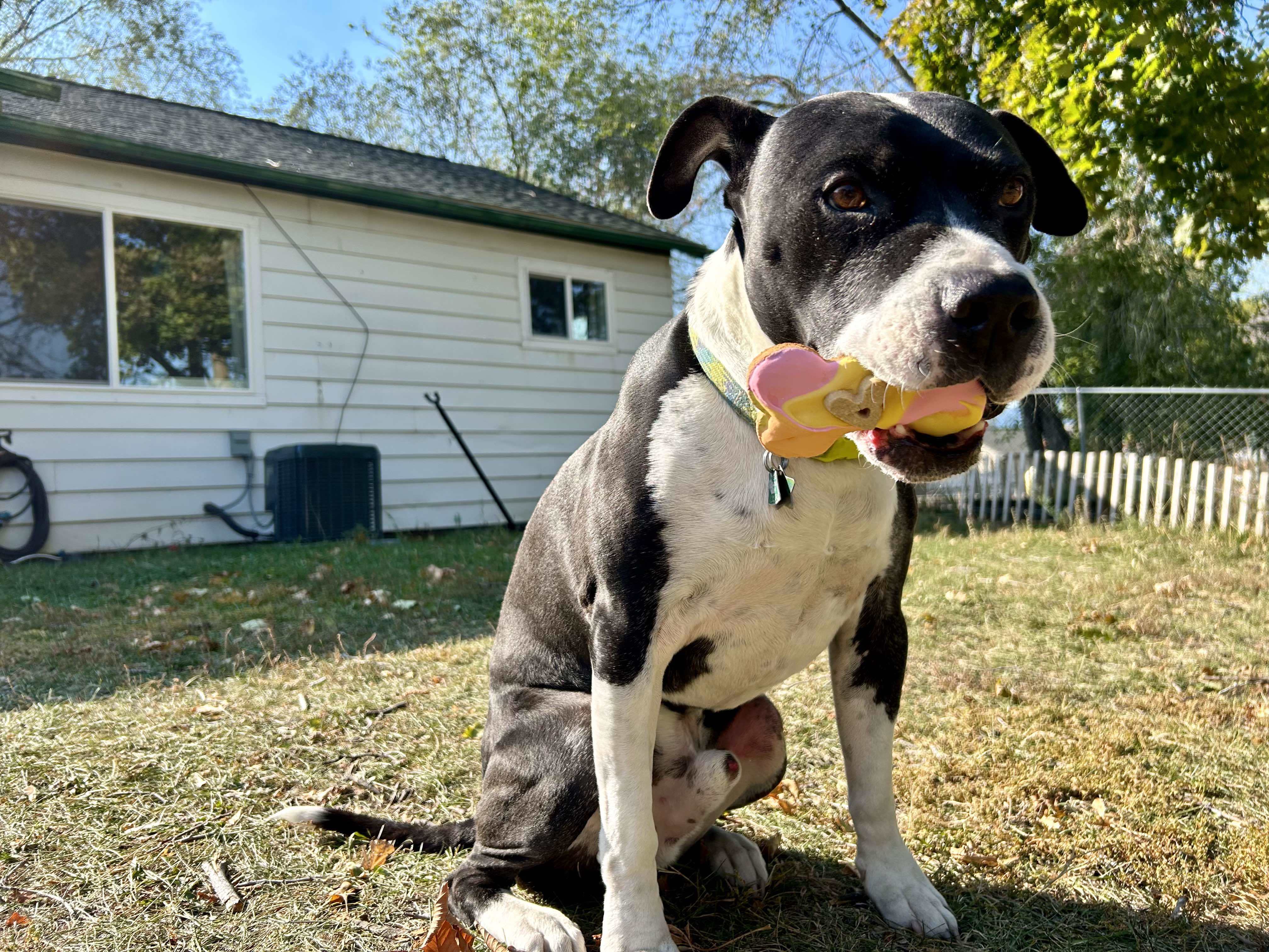 Max, an adoptable Pit Bull Terrier in Arlee, MT, 59821 | Photo Image 4